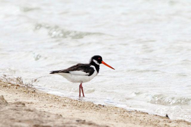 Rare Oystercatcher Spotted in Aqaba