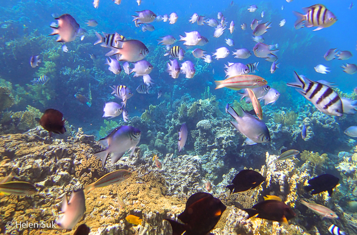 aqaba snorkeling1